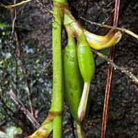 Elettaria ensal (Gaertn.) Abeyw.
